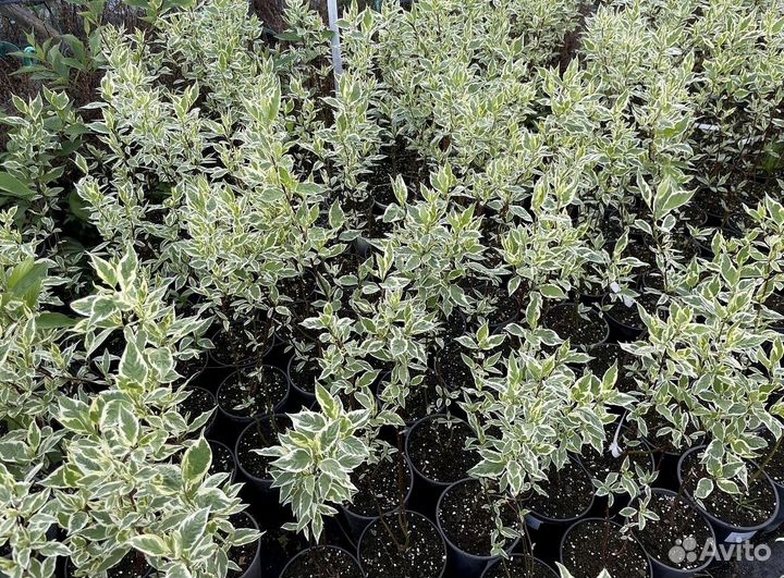 Дерен из питомника