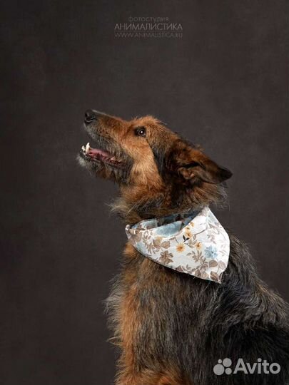 Собака Кенга