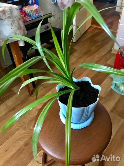 Цветок пальма