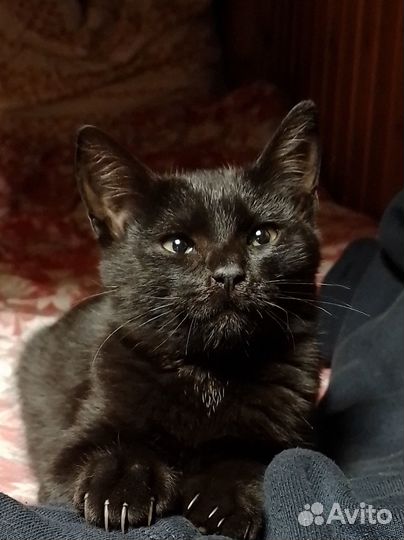 Котик черный ищет сердца