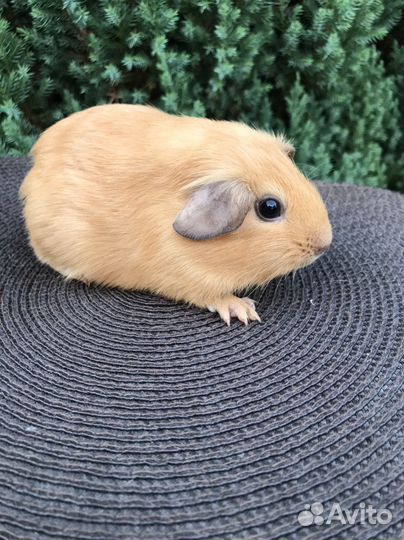 Морские свинки мальчики