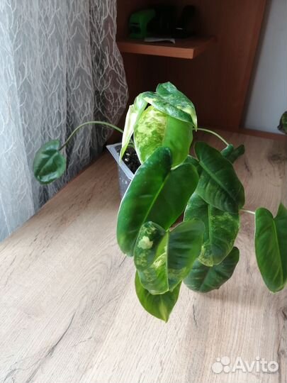 Филодендрон бурле макс вариегатный