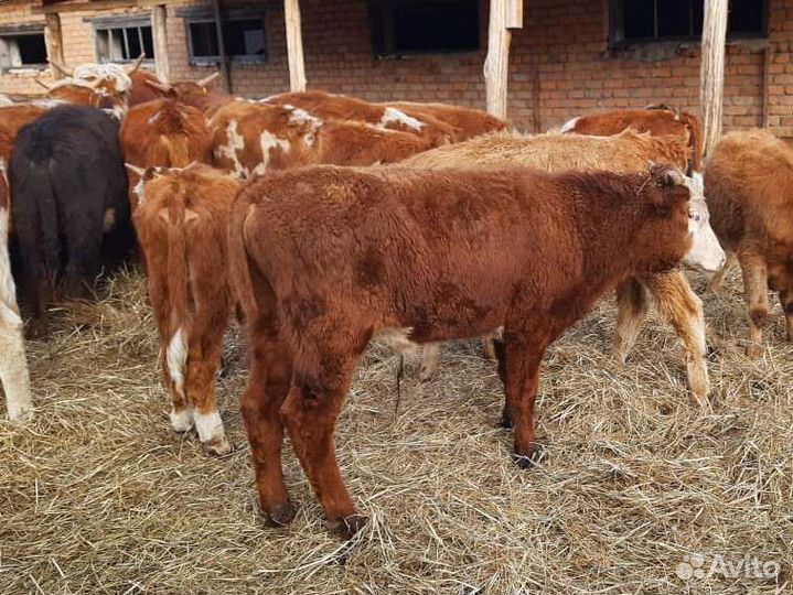 Бычки и быки