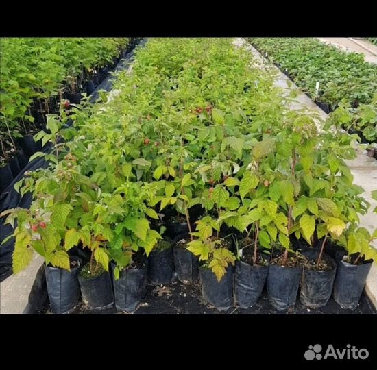 Продажа кустарников малины,смородины,ежевики и тд