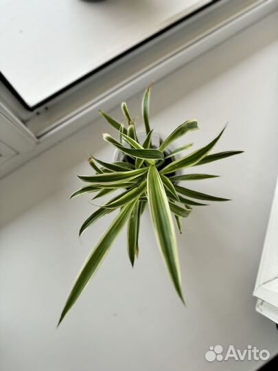 Хлорофитум