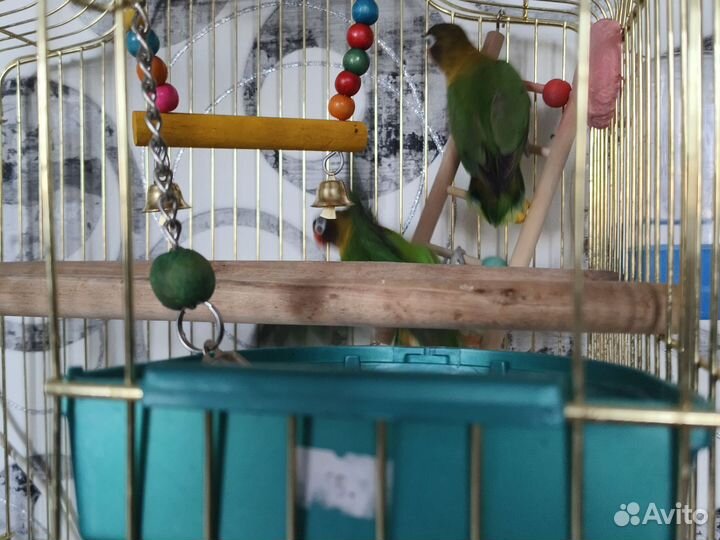 Продам попугаев,неразлучников