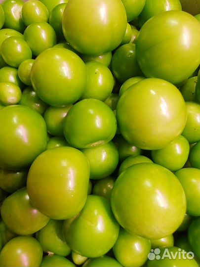 Гигантский овощной физалис