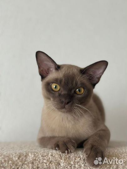 Бурманская кошка