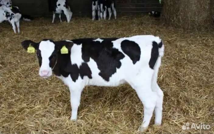 Телята бычки