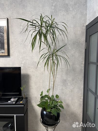 Пальма драцена