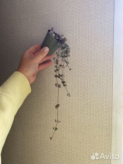 Церопегия вуда