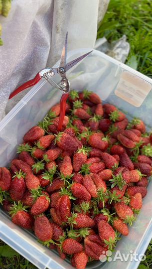 Клубника Орлец