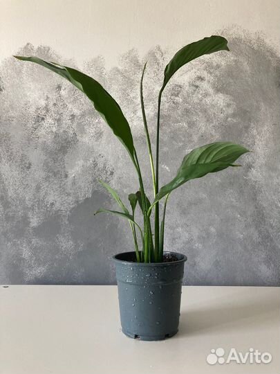 Спатифиллум Свит Сильвио