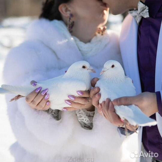 Свадебные белые голуби на счастье