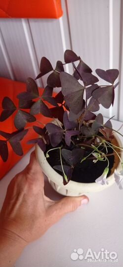 Цветок с красивыми Кислица бабочка оксализ