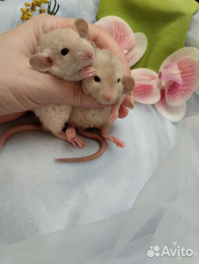 Крыса крысята.Дамбо сиамы