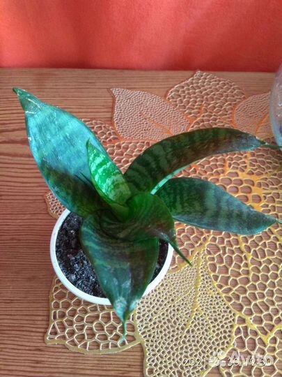 Сансевиерия