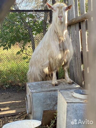 Козел зааненский