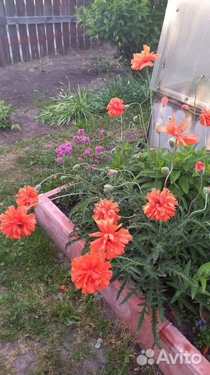 Мак махровый