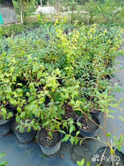 Форзиция(форсайтия)