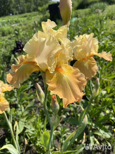 Ирис