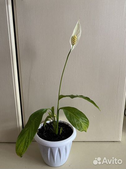 Спатифиллум на цвету