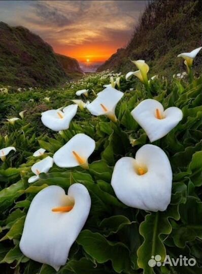 Каллы на посадку