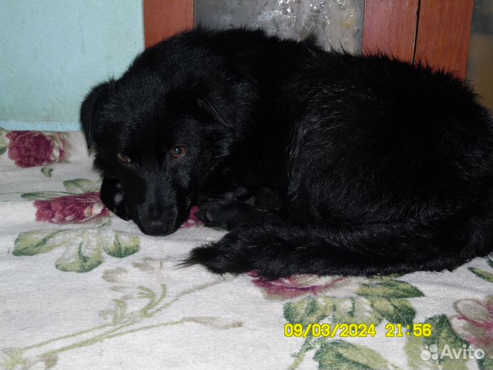 Щенок, мальчик