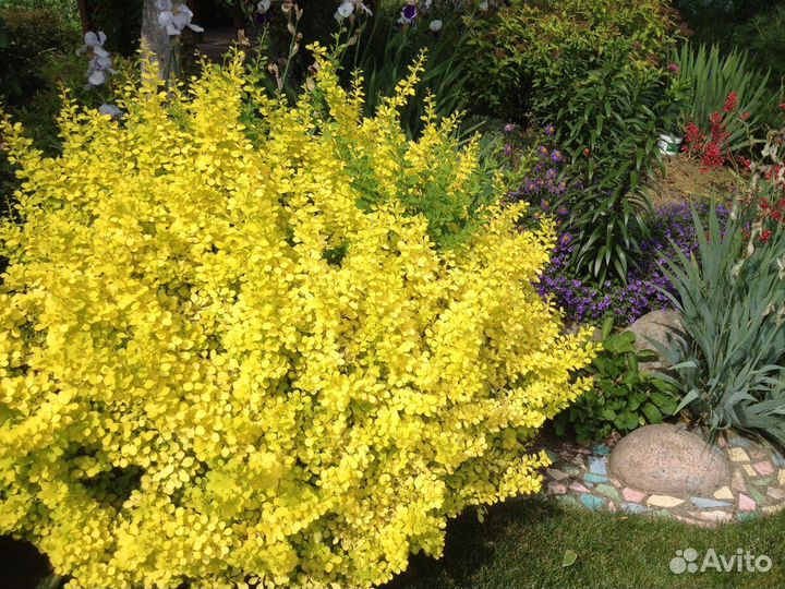 Барбарис Ауреа