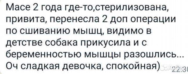 Кошки в добрые руки бесплатно