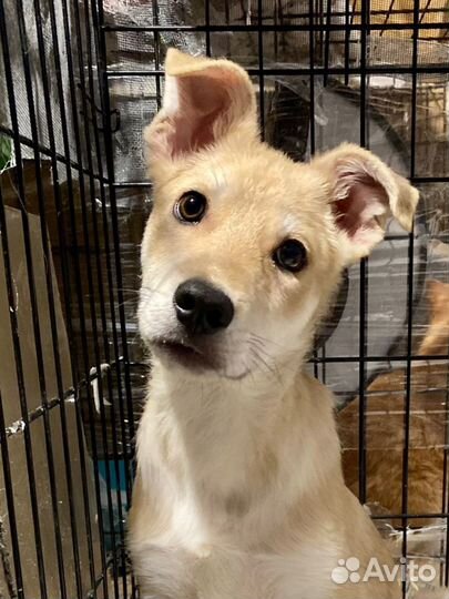 Щенок в дар