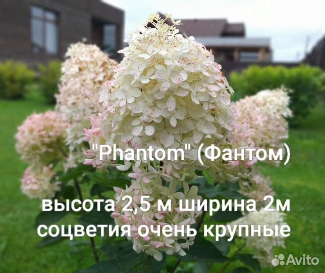 Гортензии метельчатые