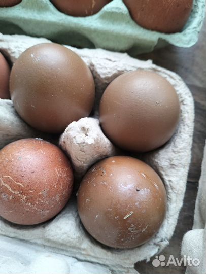 Яйца для инкубации маран черномедный