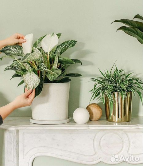 Кашпо/горшок hm home