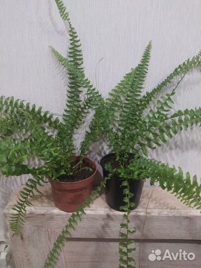 Папоротник нефролепис