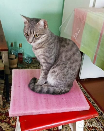 Кошка в добрые руки