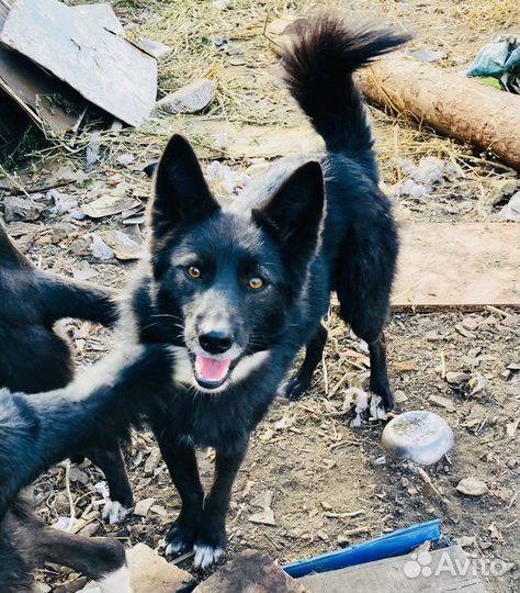 Отдам Собаку