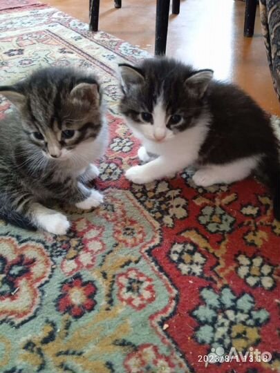 Котик серый