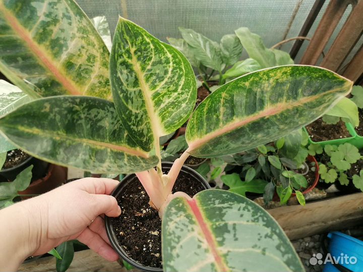 Аглаонемы (Чатра Монгол и др) и филодендрон Тортум