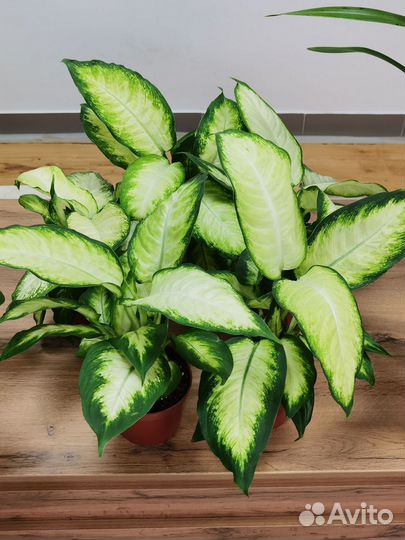 Диффенбахия Камилла, комнатные растения