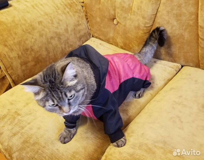 Комбинезон для собак и кошек. Интерактивная рыбка