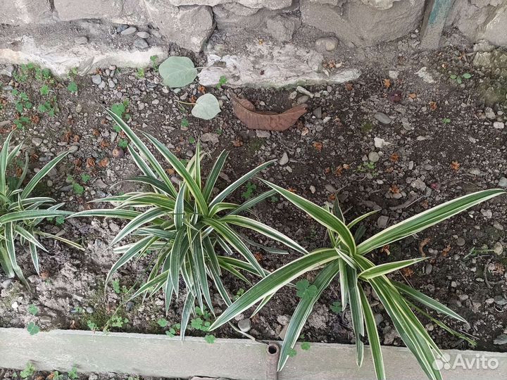 Хлорофитум