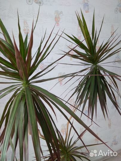 Драцена Маргината