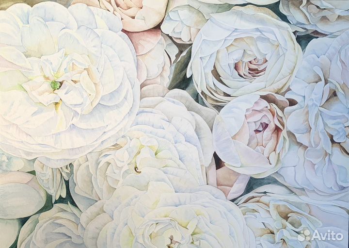 Пионы. Цветы. Акварель