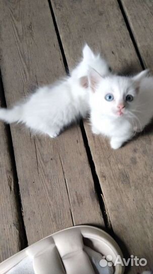 Отдам в добрые руки