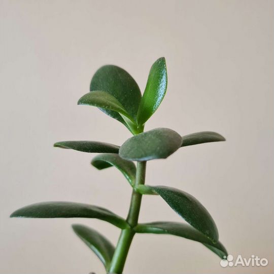 Крассула или толстянка