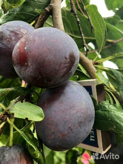 Саженцы сливы