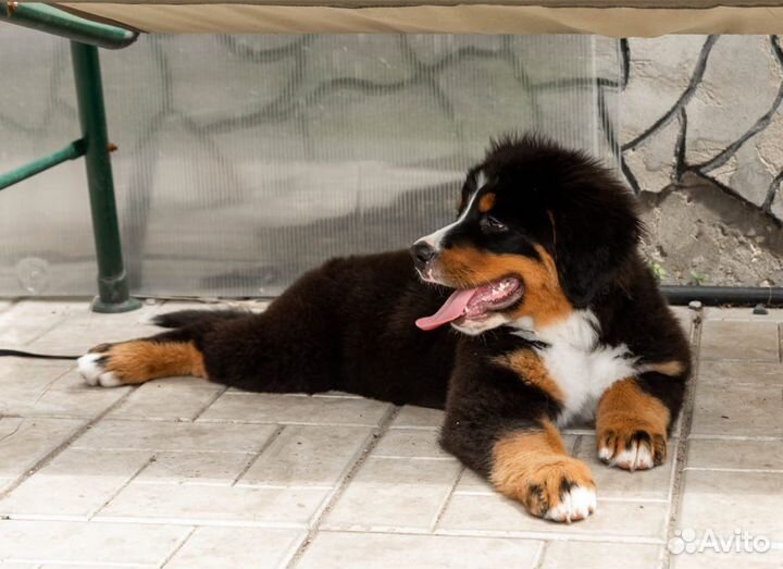 Бернский зенненхунд