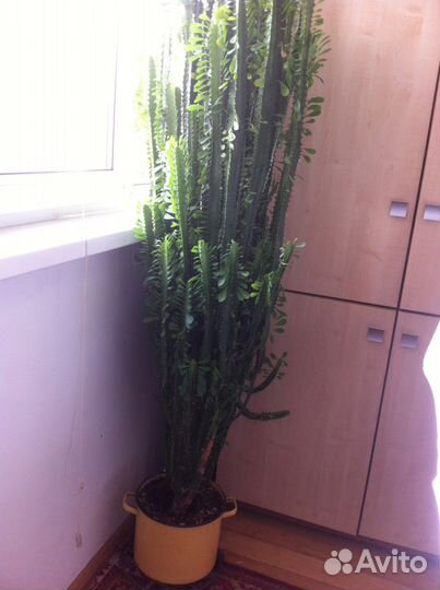 Кактус, возраст 20 лет, высотой около 2 метров