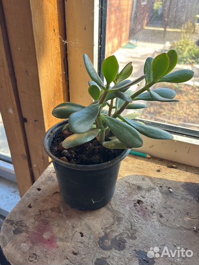 Денежные деревья